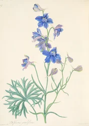 Grootbloemige Ridderspoor, uit Bloemillustraties van de Seizoenen, uitgegeven 1829