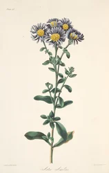 Italiaanse aster, uit Bloemillustraties van de seizoenen, uitgegeven 1829