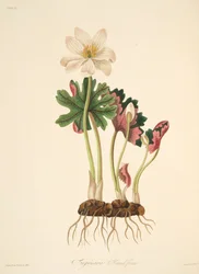 Grootbloemige Bloedwortel, uit Bloemillustraties van de Seizoenen, uitgegeven 1829