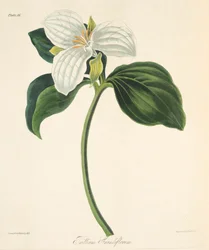 Grootbloemige Trillium, uit Bloemillustraties van de Seizoenen, uitgegeven 1829