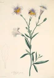 Geschilderde Salpiglossis, uit Bloemillustraties van de Seizoenen, uitgegeven 1829
