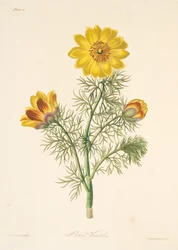 Vaste Adonis, uit Bloemillustraties van de Seizoenen, uitgegeven 1829