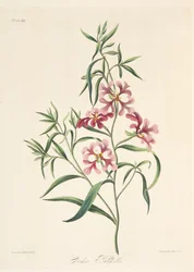 Mooie Clarkia, uit Bloemillustraties van de Seizoenen, uitgegeven 1829