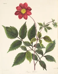 Rode Dahlia, uit Bloemillustraties van de Seizoenen, uitgegeven 1829