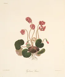 Rondbladige Cyclamen, uit Bloemillustraties van de Seizoenen, uitgegeven 1829