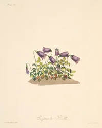 Rode Klokbloem, uit Bloemillustraties van de Seizoenen, uitgegeven 1829