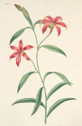 Zelfgekleurde Chinese Lelie, uit Bloemillustraties van de Seizoenen, uitgegeven 1829