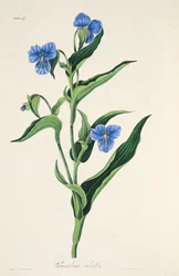 Hemelsblauwe Commelina, uit Bloemillustraties van de Seizoenen, uitgegeven 1829