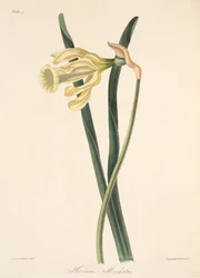 Spaanse Narcis, uit Bloemillustraties van de Seizoenen, uitgegeven 1829