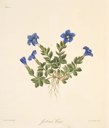 Lente Gentiaan, uit Bloemillustraties van de Seizoenen, uitgegeven 1829