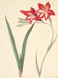 Prachtige korenbloem, uit Bloemillustraties van de seizoenen, uitgegeven 1829