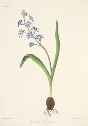 Tweebladige Scilla, uit Bloemillustraties van de Seizoenen, uitgegeven 1829