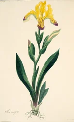 Bonte Iris, uit Bloemillustraties van de Seizoenen, uitgegeven 1829