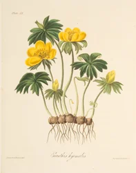 Winterakoniet, uit Bloemillustraties van de Seizoenen, uitgegeven 1829