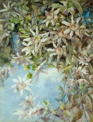 Studie van passiebloem