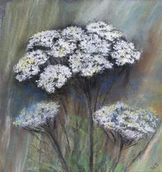 Fluitenkruid (Anthriscus Sylvestris)