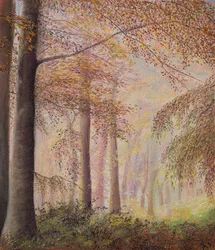 Mistige bossen