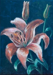Oranje lelie