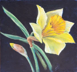 De schoonheid van een narcis