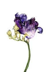 Freesia bloem, 2018