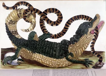 Gevecht tussen een krokodil en een slang - in „Algemene geschiedenis van de insecten van Suriname en heel Europa“, door Maria Sibylla de Merian, Parijs