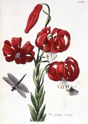 Paarse Lis - in “Histoire générale des insectes de Surinam et de toute l