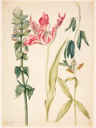 3 bloemen, in het midden een tulp