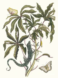 Cassave. Uit het boek Metamorphosis insectorum Surinamensium