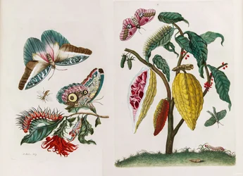 Uit het boek Metamorphosis insectorum Surinamensium
