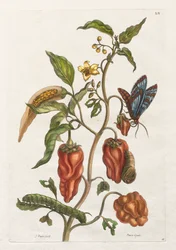 Histoire générale des insects de Suriname et de l