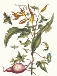 Ipomoea batatas en Heliconia psittacorum. Uit het boek Metamorphosis insectorum