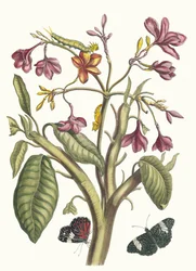 Jasmin des Indes, uit het boek Metamorphosis insectorum Surinamensium, 1705
