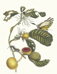 Marmelade doosjes Boom. Uit het boek Metamorphosis insectorum Surinamensium, 1705