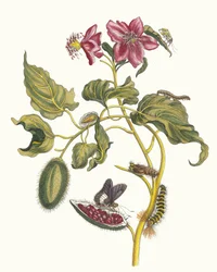 Rocu. Uit het boek Metamorphosis insectorum Surinamensium, 1705
