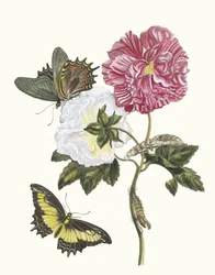 Rozenstruik. Uit het boek Metamorphosis insectorum Surinamensium, 1705.