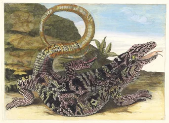 Sauvegarde. Uit het Boek Metamorphosis insectorum Surinamensium, 1705