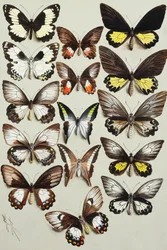 Vijftien koninginnenpages (familie Papilionidae) in drie kolommen