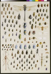 Honderdvijftig insecten, gedomineerd door een grote libel bovenaan