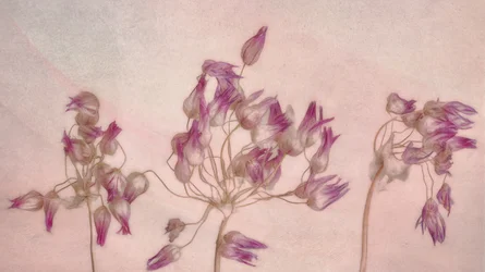 Fijne gedroogde bloemen