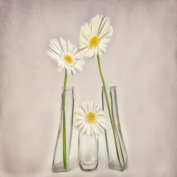 Elegante witte gerbera