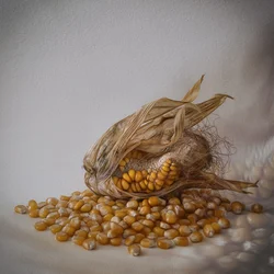 Gouden maïsoogst