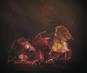 Stemmige herfstbladeren