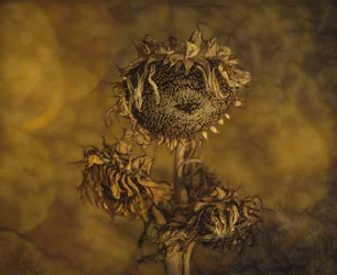 Rustieke gedroogde zonnebloemen
