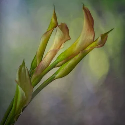 Zachte calla