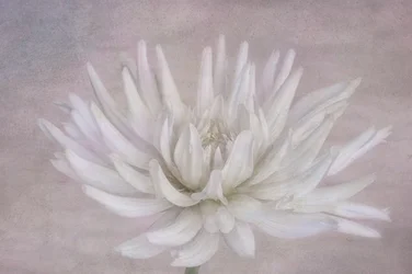 Zachtwitte dahlia