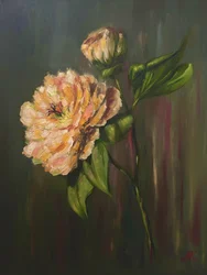 Elegante bloemrijke pioenroos