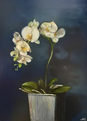 Elegante orchidee in pot