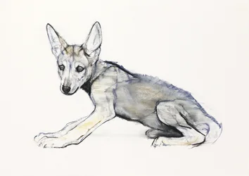 Adolescent Arabische wolfspup, 2009