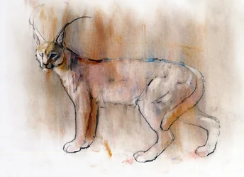 Arabische karakal, 2009