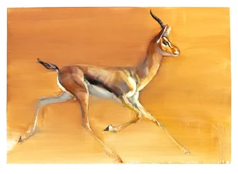 Arabische gazelle